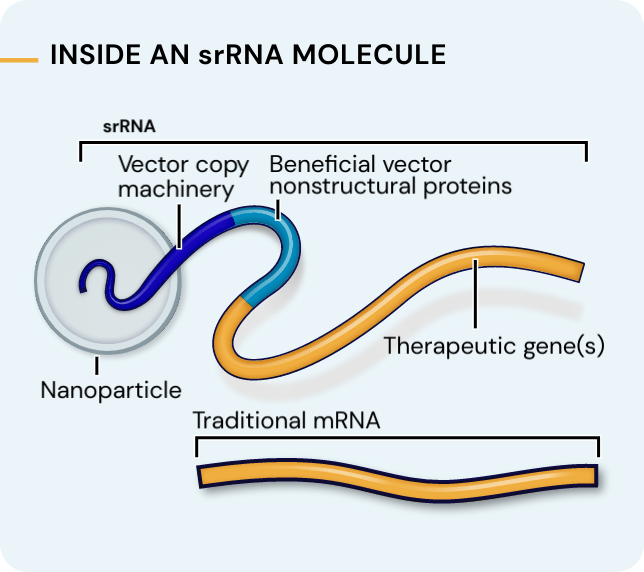 A scientific illustration depicting an srRNA molecule with four color-coded parts. Leftmost is a grey circular nanoparticle. Branching out from this nanoparticle is a long strand of RNA with three segments. First is the dark blue vector copy machinery. Next is the teal beneficial vector nonstructural proteins. Last is the yellow therapeutic gene(s). A short piece of yellow traditional mRNA is shown for comparison.