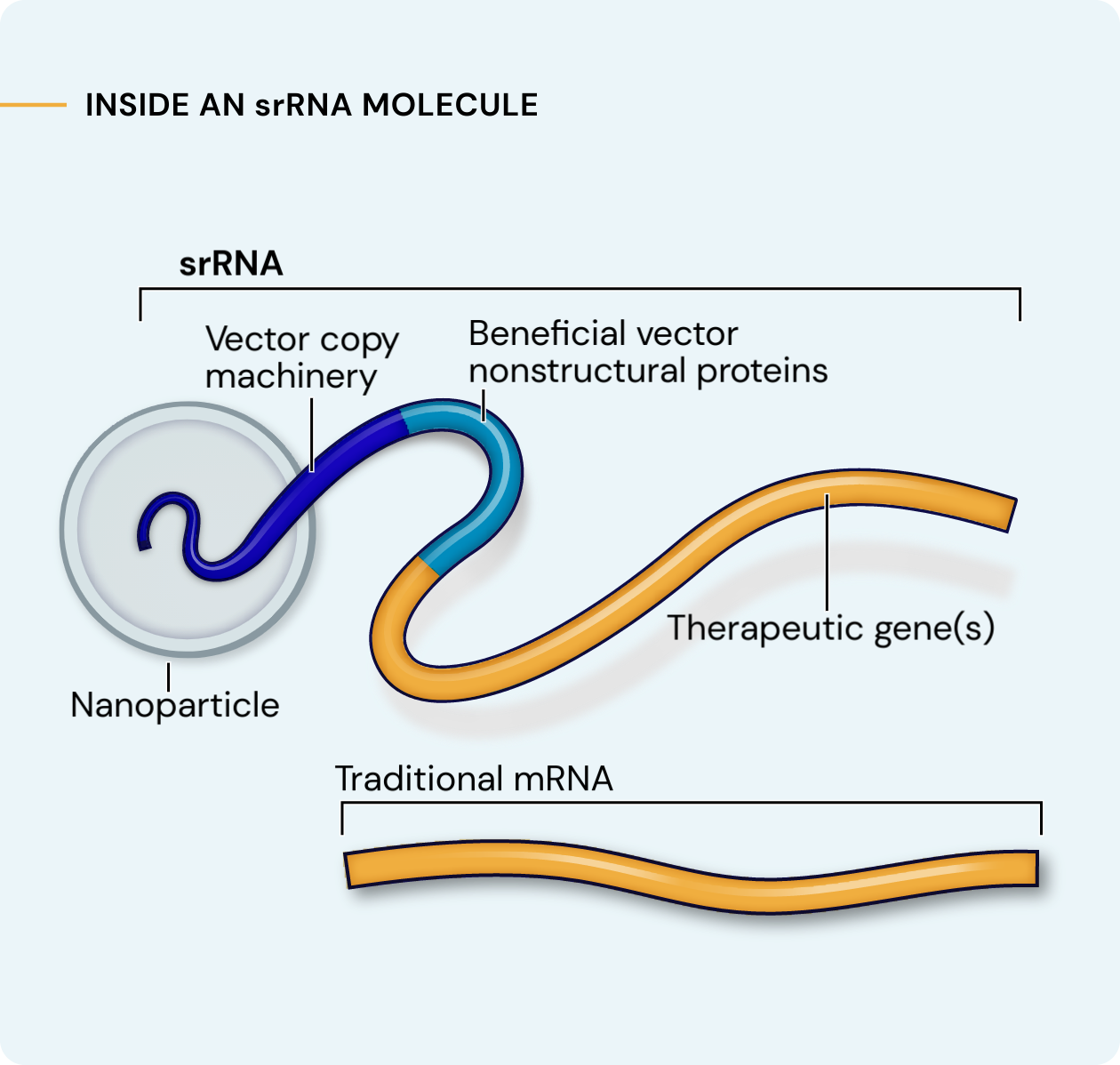 A scientific illustration depicting an srRNA molecule with four color-coded parts. Leftmost is a grey circular nanoparticle. Branching out from this nanoparticle is a long strand of RNA with three segments. First is the dark blue vector copy machinery. Next is the teal beneficial vector nonstructural proteins. Last is the yellow therapeutic gene(s). A short piece of yellow traditional mRNA is shown for comparison.