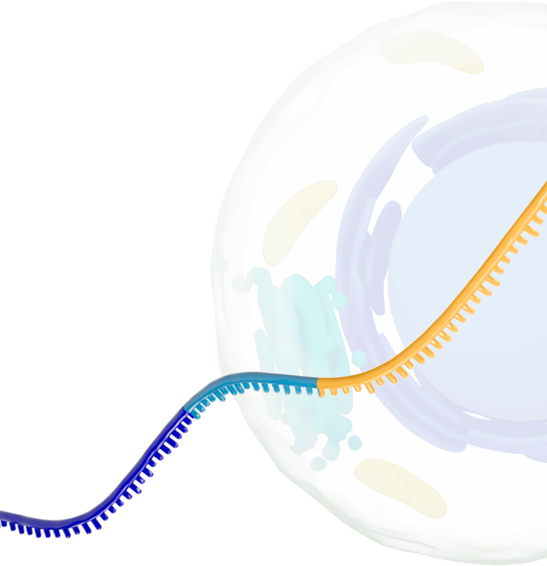 A strand of srRNA floats upwards to the right. Faded behind it in the background is a cell whose organelles are just visible.