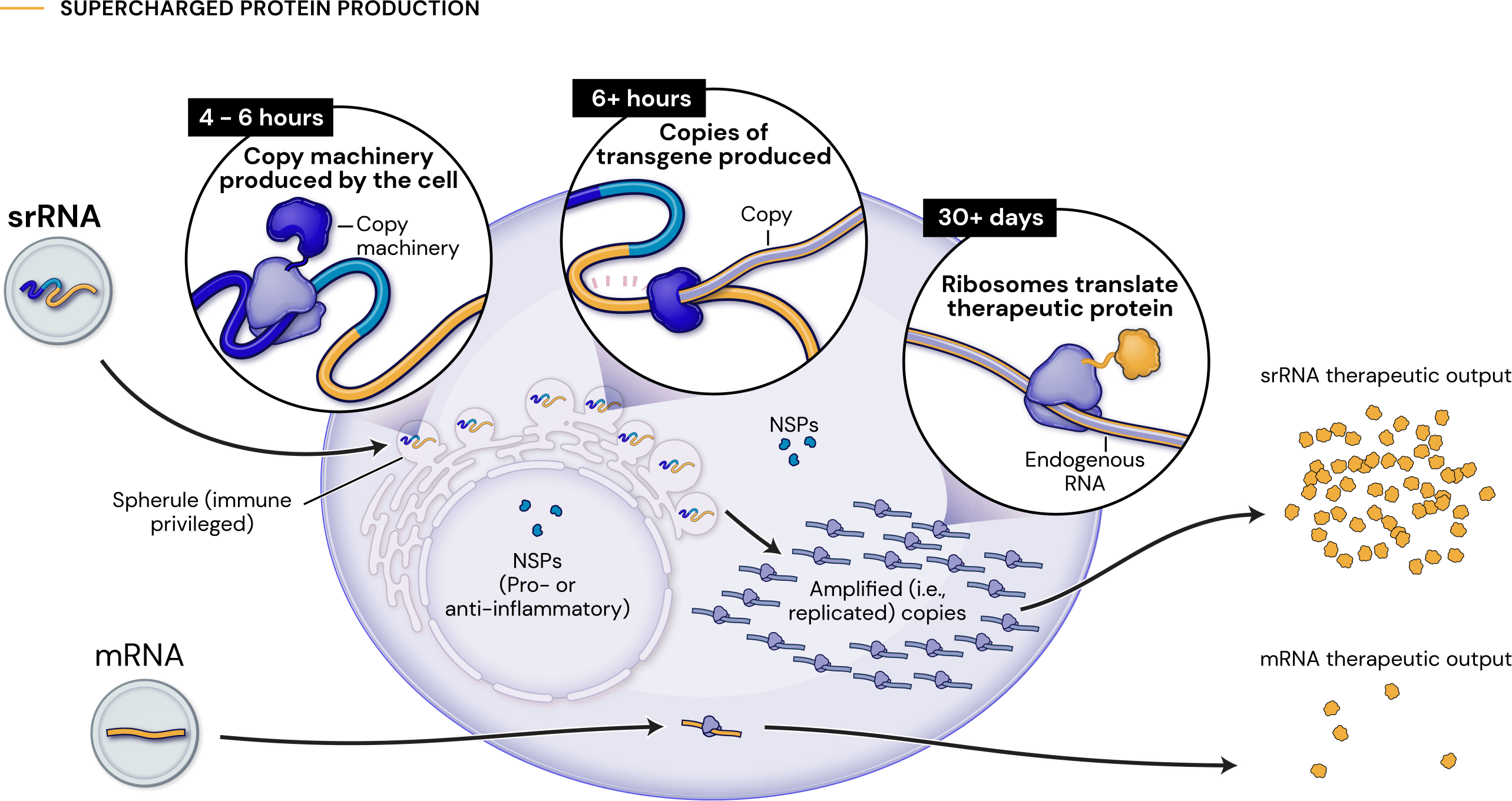 A scientific illustration shows in one light blue cell how srRNA is converted in the cell to massive therapeutic output, and how this compares to meager production from standard mRNA. On the top part of the cell, there are three white callout boxes outlining the steps between srRNA entering the cell and therapeutic output. In the leftmost, taking place between 4-6 hours of srRNA entry to the cell, copy machinery is produced by the cell. In the second callout box, 6+ hours after srRNA entry, copies of the transgene are produced. 30+ days later, ribosomes translate the therapeutic protein. This creates dozens of small yellow proteins. On the bottom part of the cell, mRNA enters the cell, is processed, and produces five therapeutic proteins.